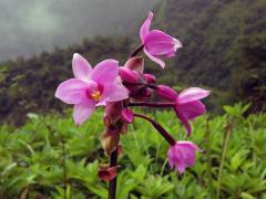 Spathoglottis plicata Blume