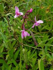 Spathoglottis plicata Blume