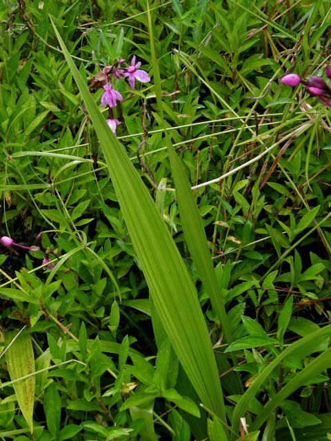 Spathoglottis plicata Blume