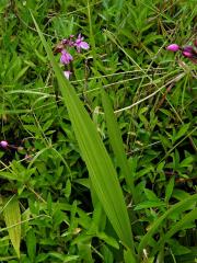 Spathoglottis plicata Blume