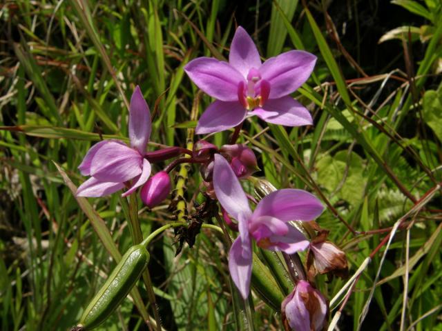 Spathoglottis plicata Blume