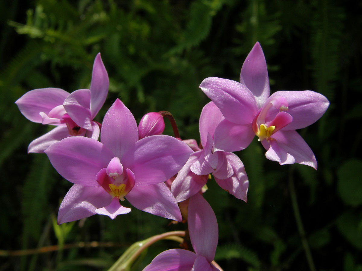 Spathoglottis plicata Blume