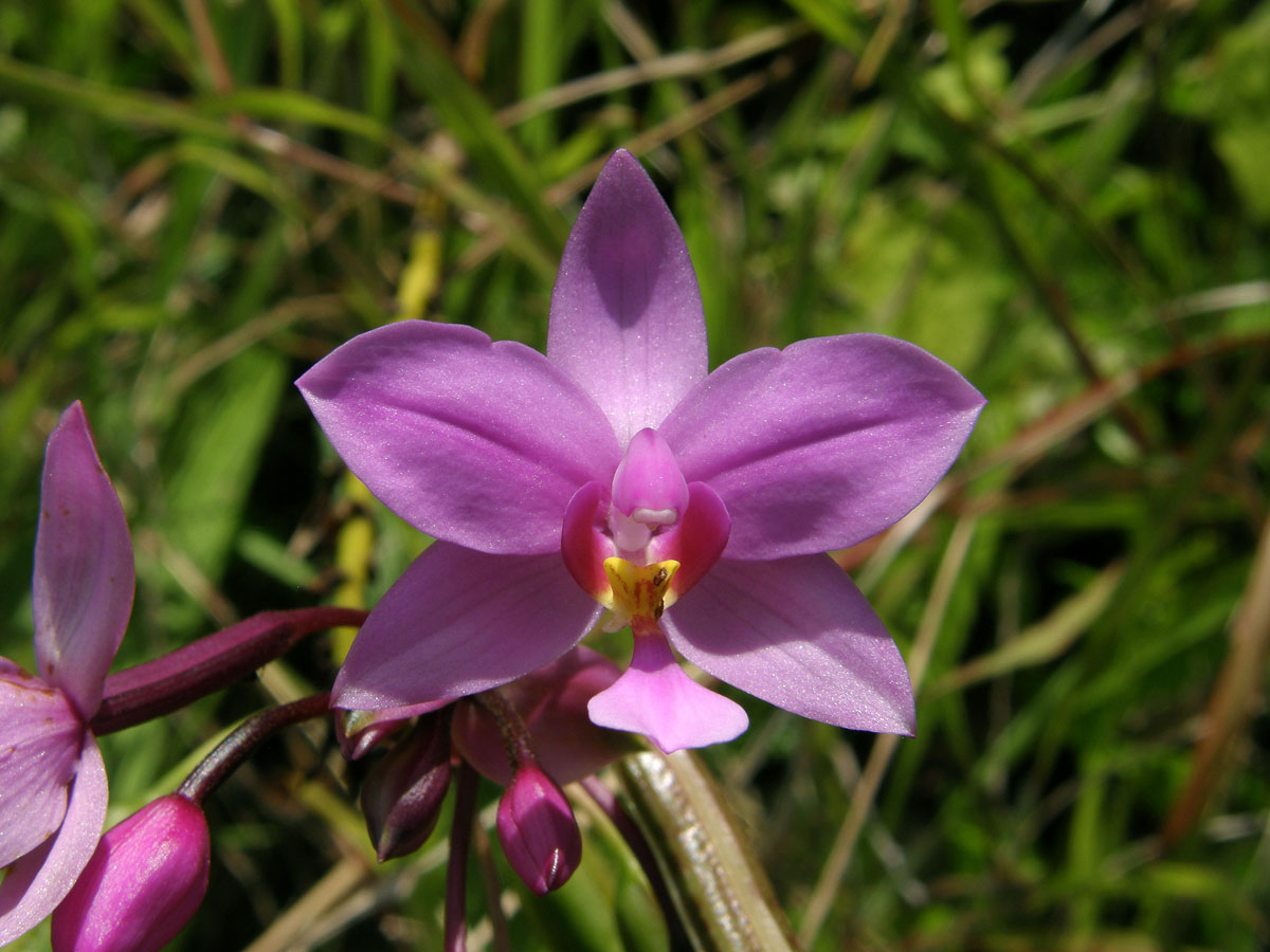 Spathoglottis plicata Blume