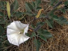 Durman (Datura wrightii Regel)