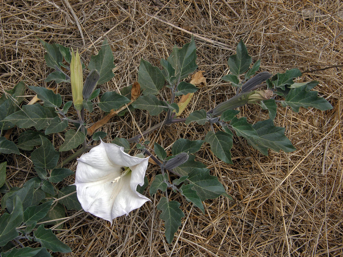 Durman (Datura wrightii Regel)