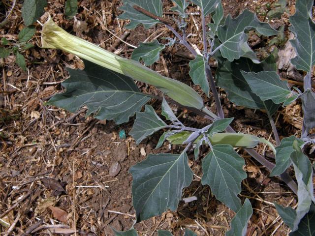 Durman (Datura wrightii Regel)