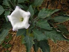 Durman (Datura wrightii Regel)