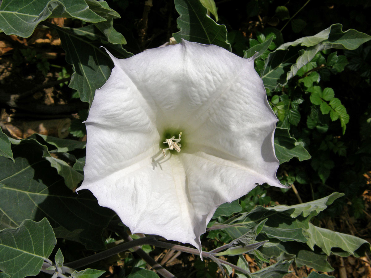 Durman (Datura wrightii Regel)