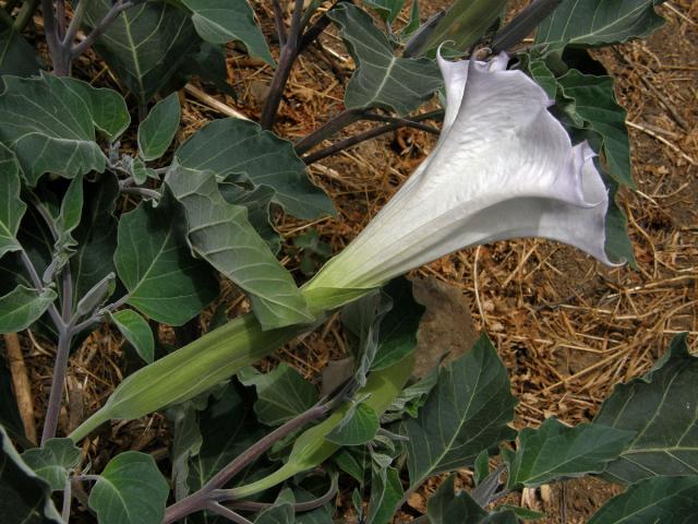 Durman (Datura wrightii Regel)