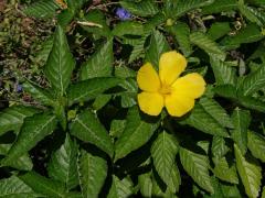 Pastala jilmolistá (Turnera ulmifolia L.)   