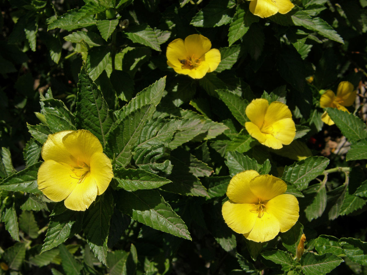 Pastala jilmolistá (Turnera ulmifolia L.)