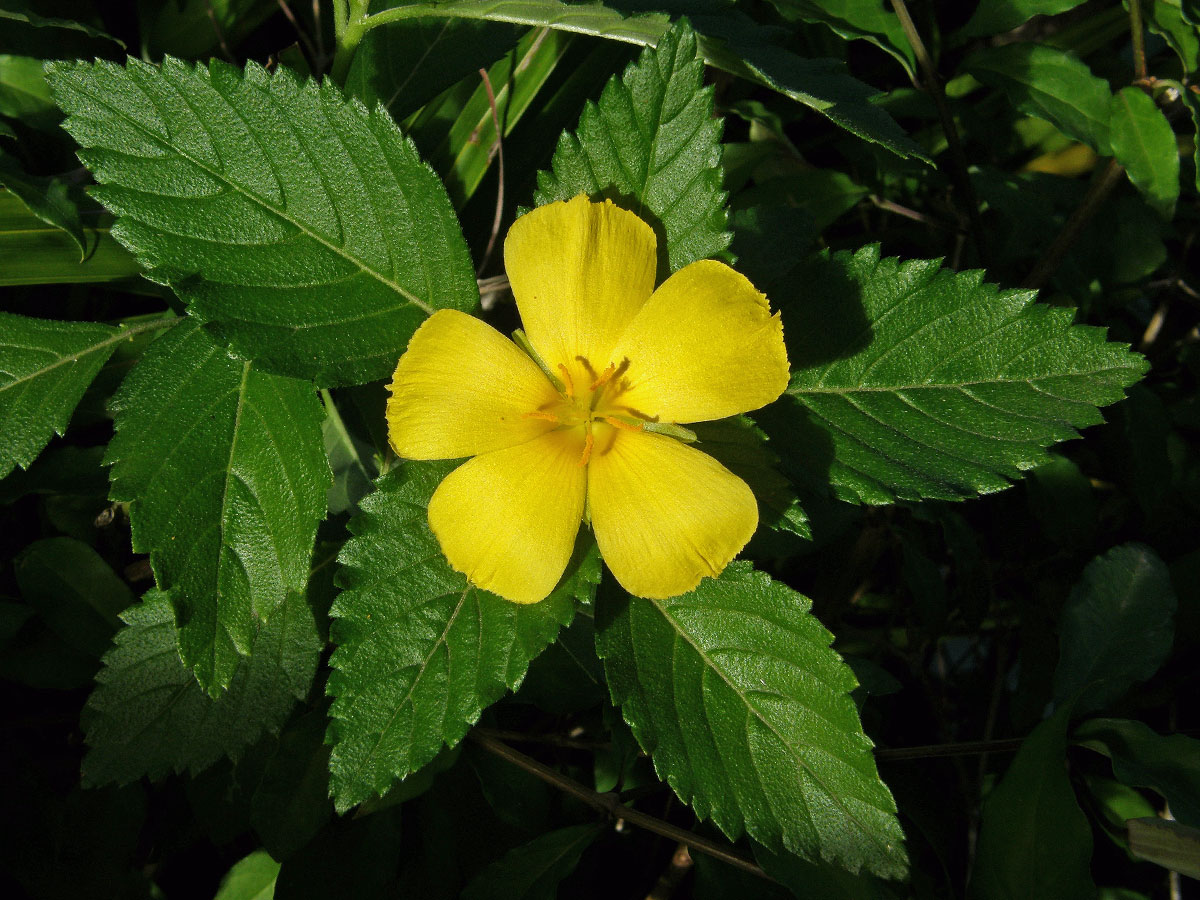 Pastala jilmolistá (Turnera ulmifolia L.)