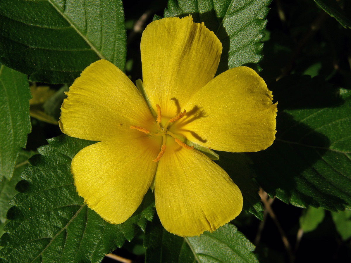 Pastala jilmolistá (Turnera ulmifolia L.)