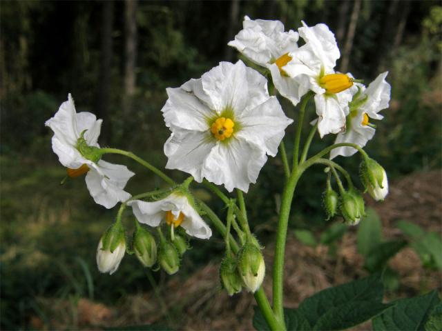 Lilek brambor (Solanum tuberosum L.)