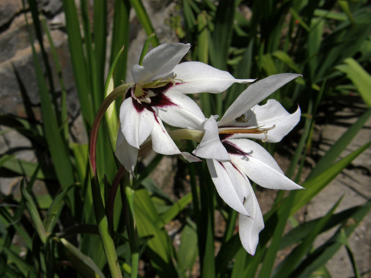 Mečík habešský (Gladiolus callianthus Marais)