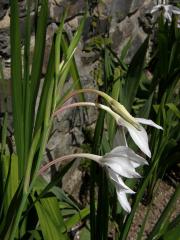 Mečík habešský (Gladiolus callianthus Marais)