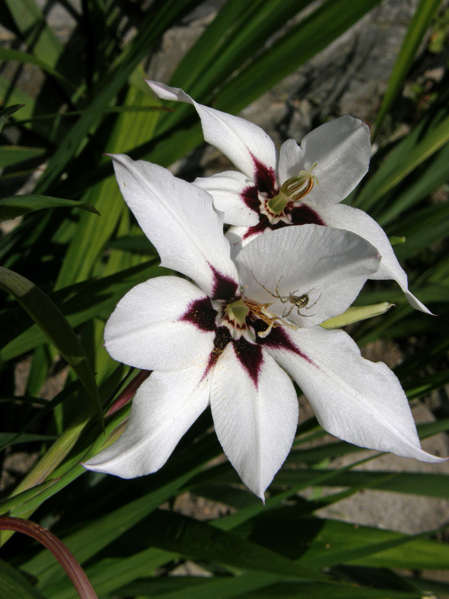 Mečík habešský (Gladiolus callianthus Marais)