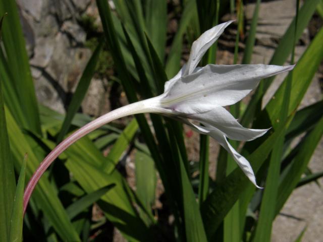 Mečík habešský (Gladiolus callianthus Marais)