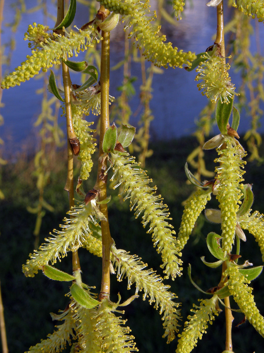 Vrba náhrobní (Salix x sepulclaris Simk.)