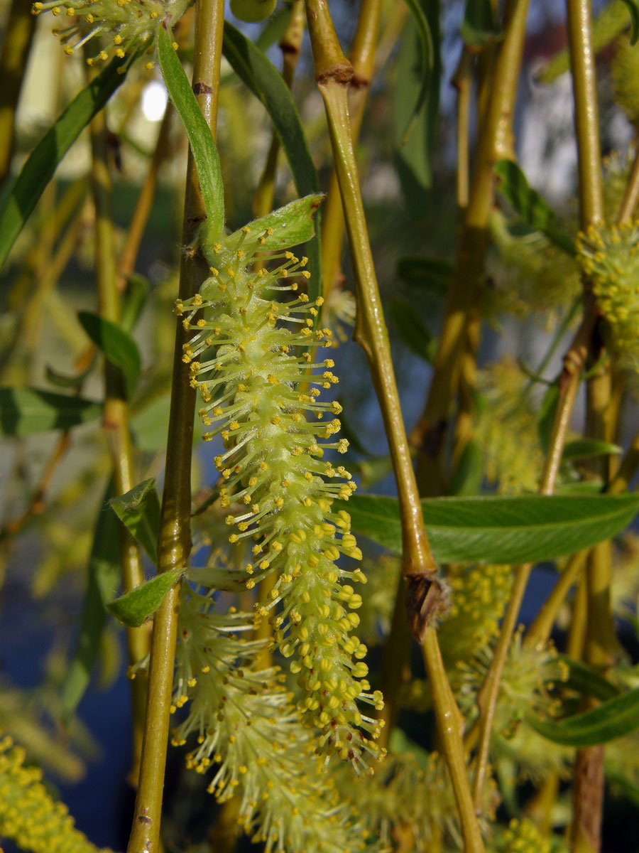 Vrba náhrobní (Salix x sepulclaris Simk.)