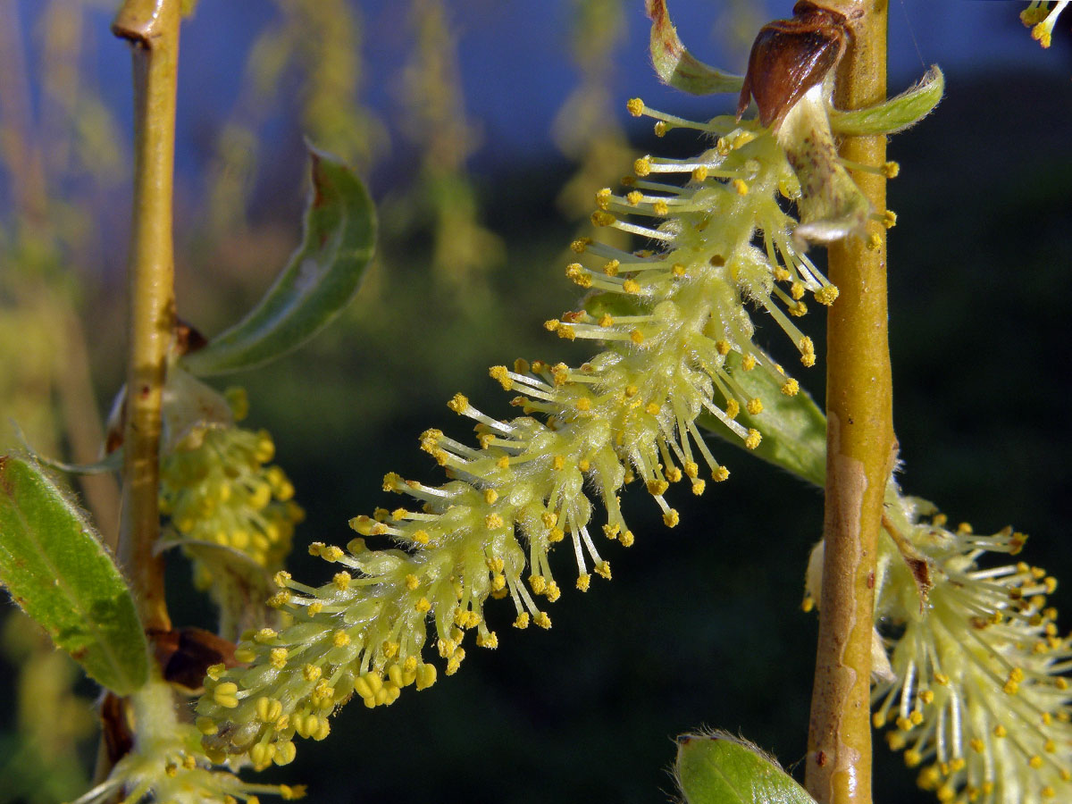 Vrba náhrobní (Salix x sepulclaris Simk.)