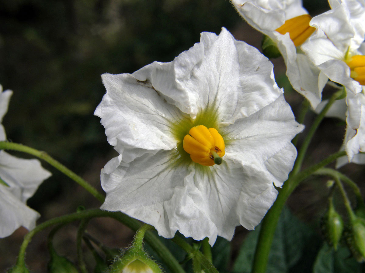 Lilek brambor (Solanum tuberosum L.)