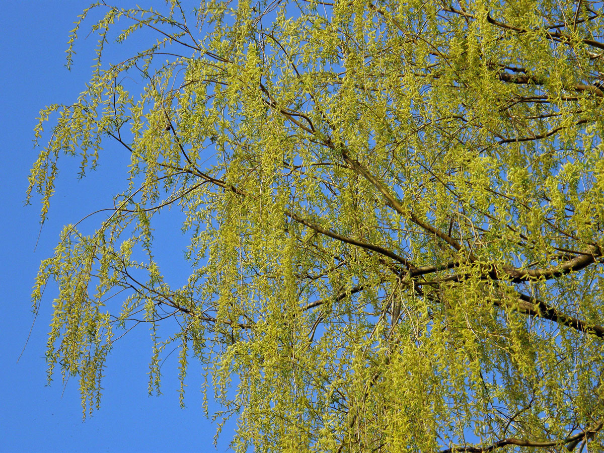 Vrba náhrobní (Salix x sepulclaris Simk.)