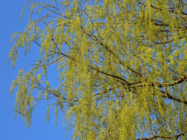 Vrba náhrobní (Salix x sepulclaris Simk.)