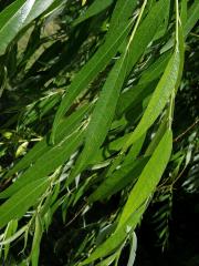 Vrba náhrobní (Salix x sepulclaris Simk.)