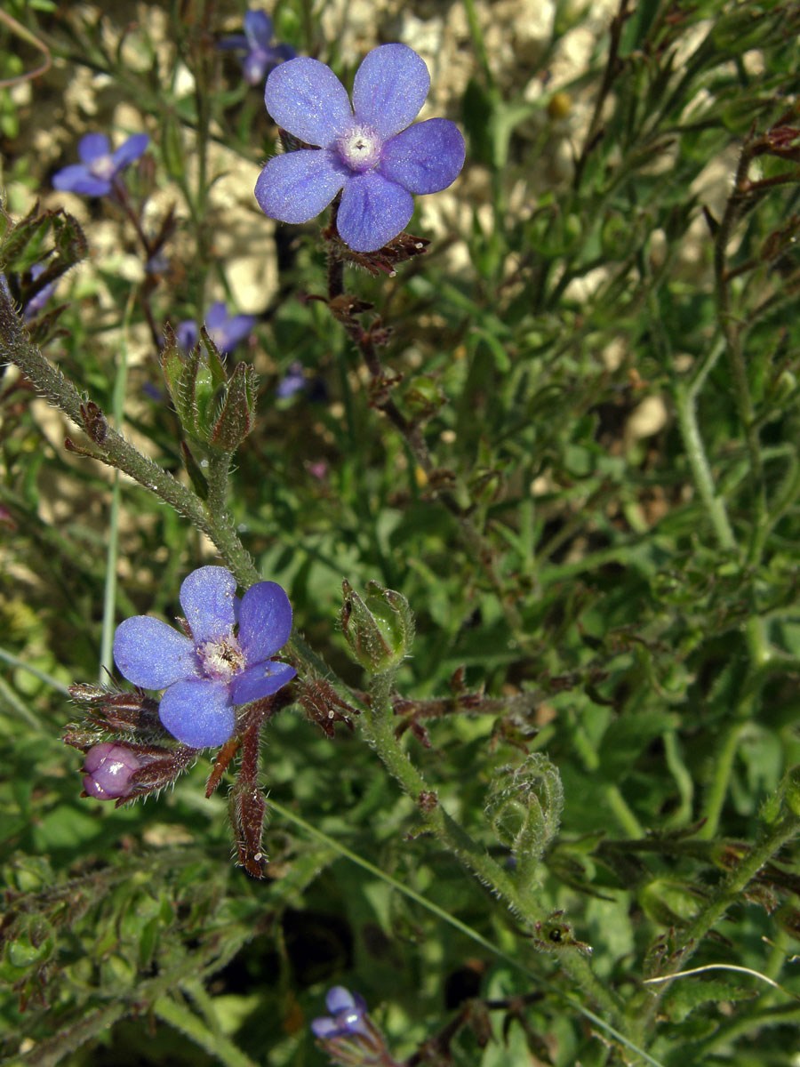 Pilát modrý (Anchusa azurea Mill.)