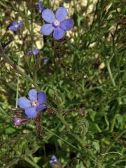 Pilát modrý (Anchusa azurea Mill.)   