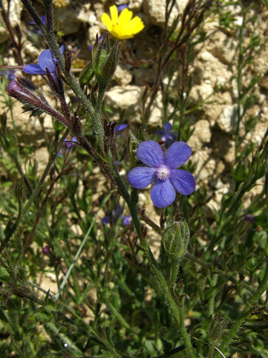 Pilát modrý (Anchusa azurea Mill.)