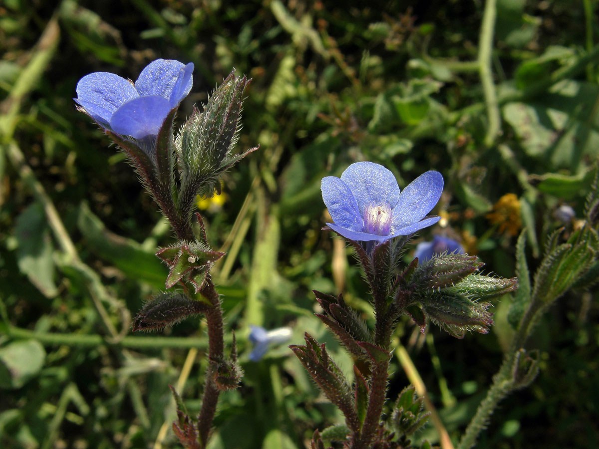 Pilát modrý (Anchusa azurea Mill.)