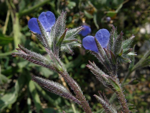 Pilát modrý (Anchusa azurea Mill.)