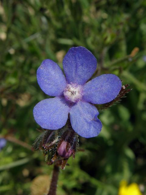 Pilát modrý (Anchusa azurea Mill.)