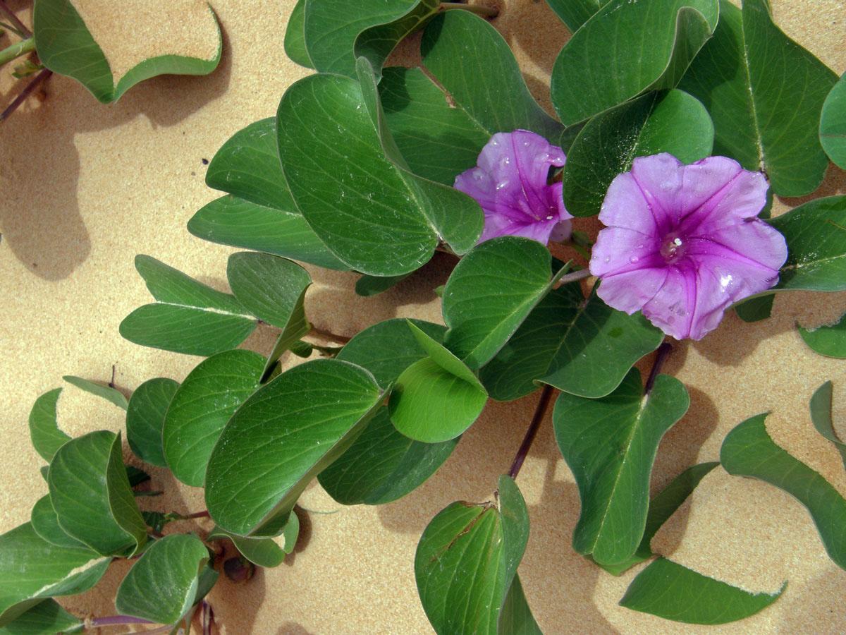 Povijnice pomořská (Ipomoea pes-caprae (L.) R. Br.)