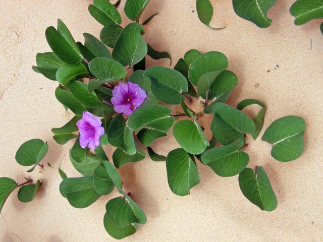 Povijnice pomořská (Ipomoea pes-caprae (L.) R. Br.)