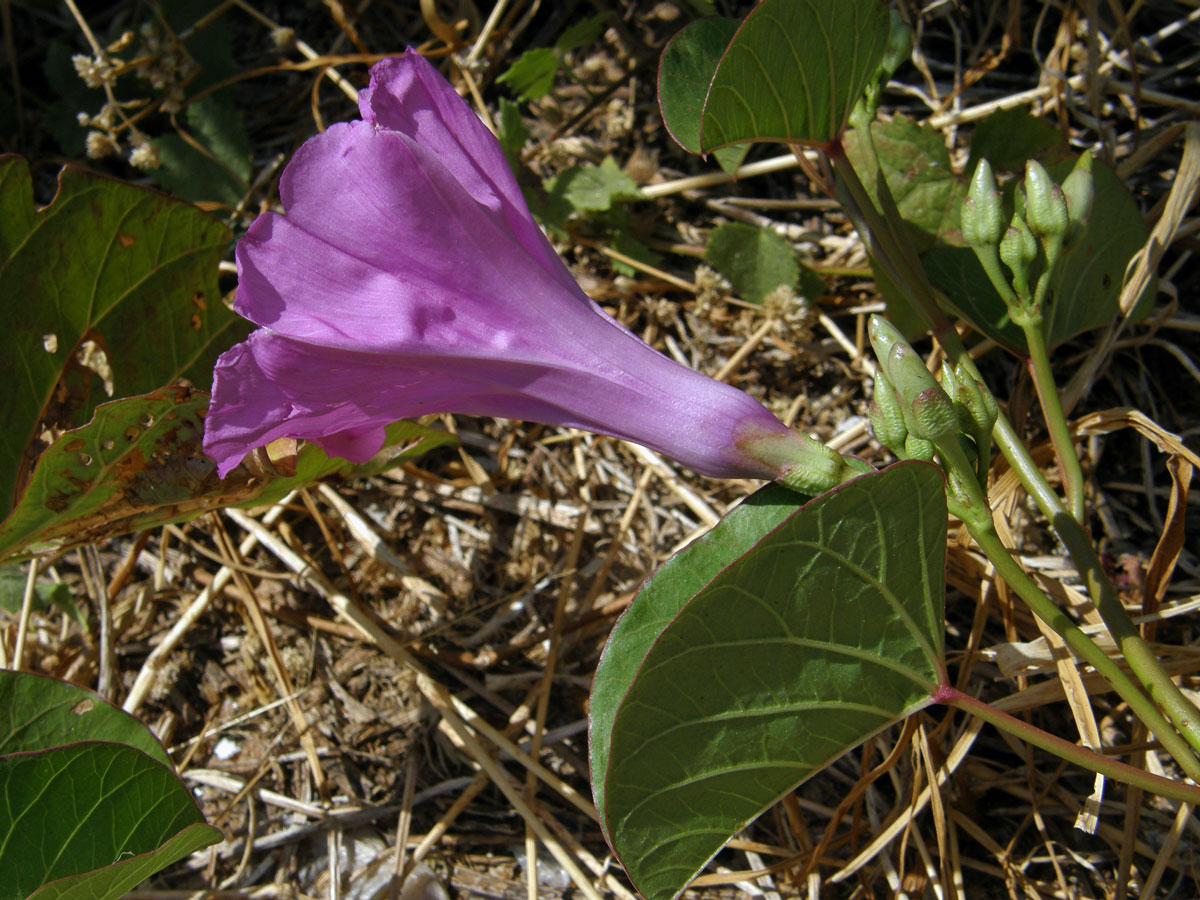 Povijnice pomořská (Ipomoea pes-caprae (L.) R. Br.)