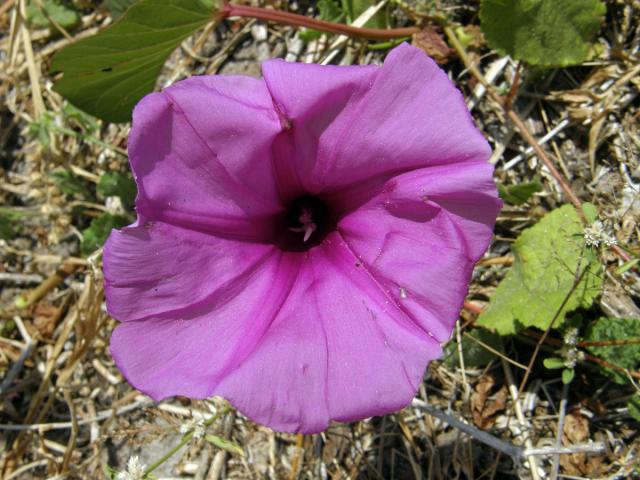 Povijnice pomořská (Ipomoea pes-caprae (L.) R. Br.)