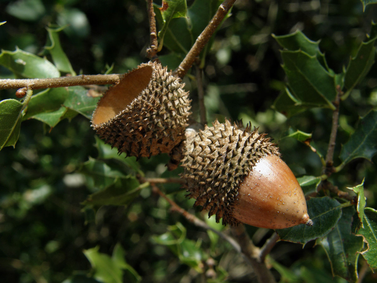 Dub kermesový (Quercus coccifera L.)