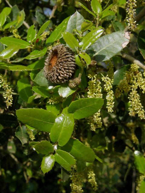 Dub kermesový (Quercus coccifera L.)