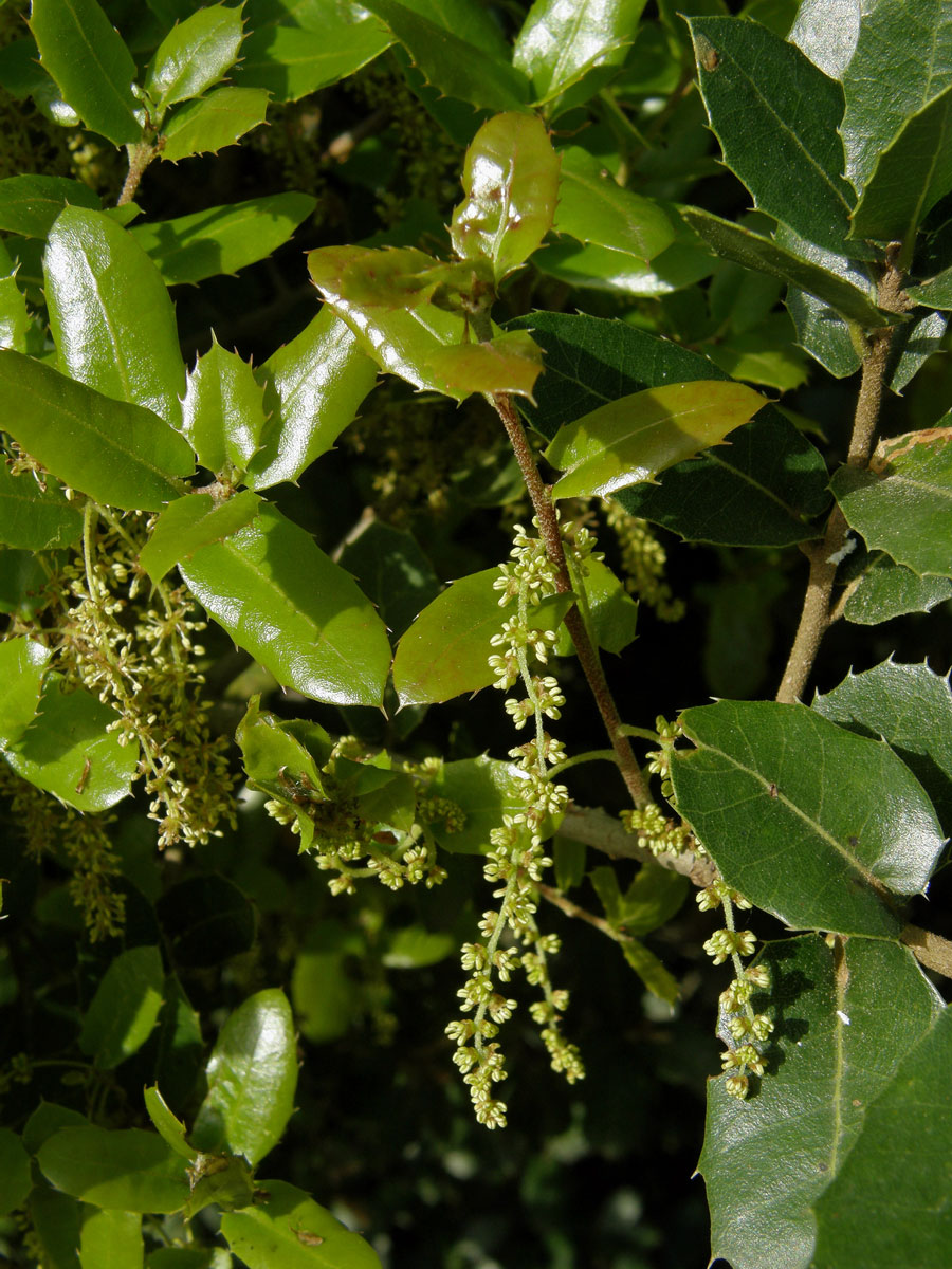 Dub kermesový (Quercus coccifera L.)