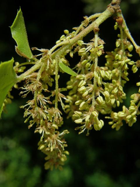 Dub kermesový (Quercus coccifera L.)