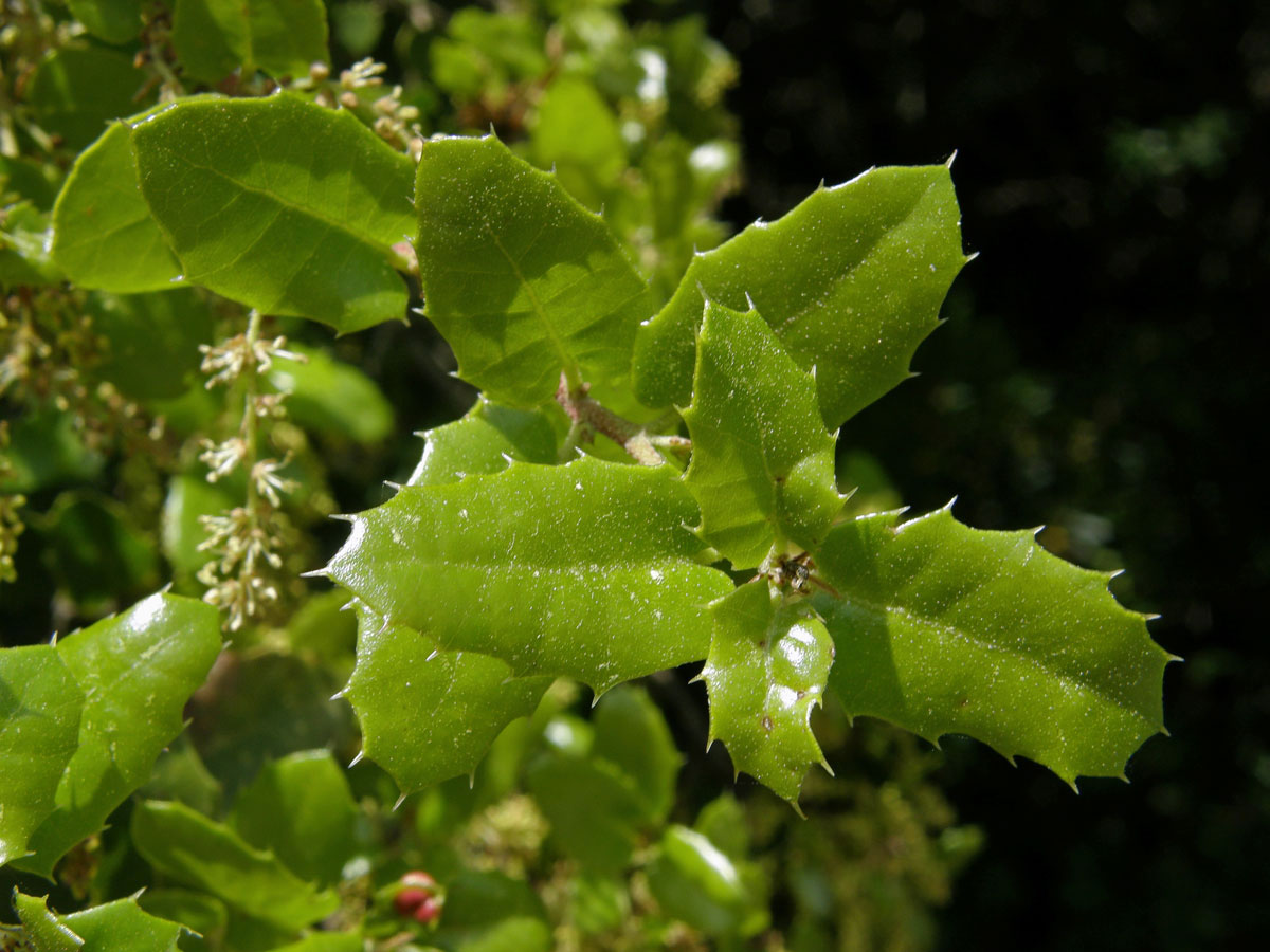 Dub kermesový (Quercus coccifera L.)