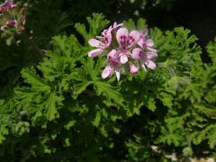 Pelargónie (Pelargonium graveolens L´Hér.)   