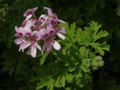 Pelargónie (Pelargonium graveolens L´Hér.)