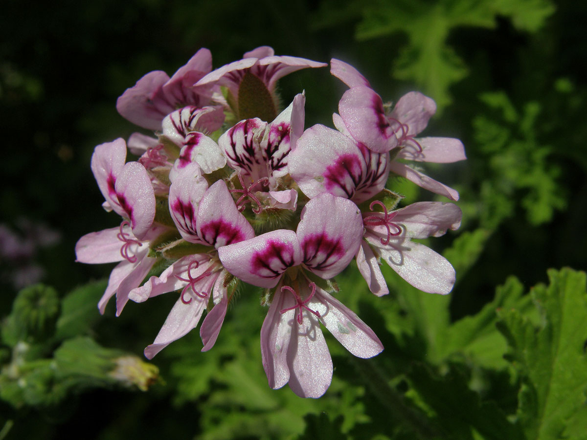 Pelargónie (Pelargonium graveolens L´Hér.)