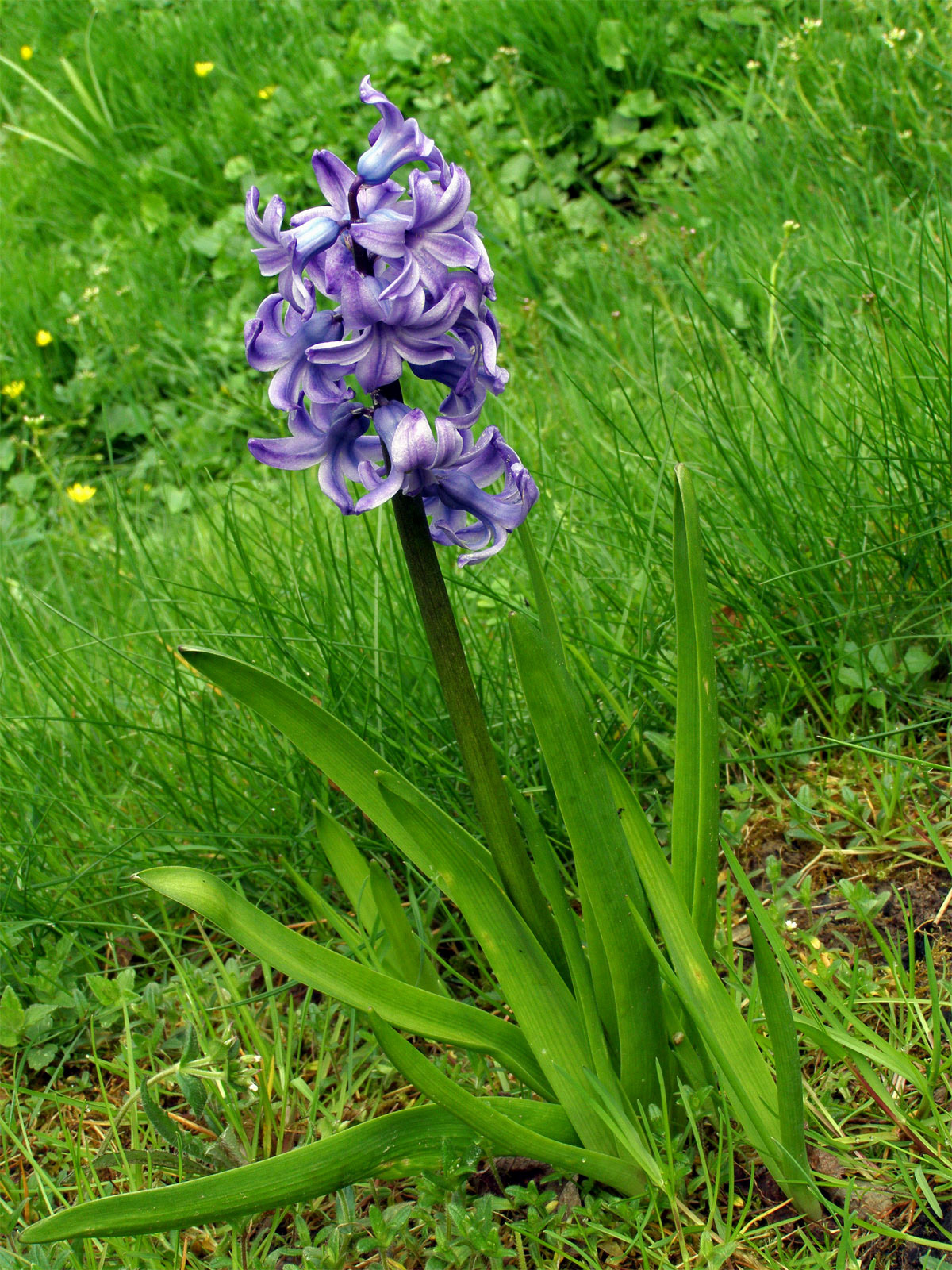 Hyacint východní (Hyacinthus orientalis L.)