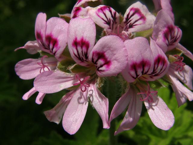 Pelargónie (Pelargonium graveolens L´Hér.)