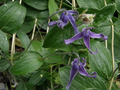 Plamének celolistý (Clematis integrifolia L.)